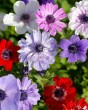 Anemone st. brigid mix.jpg